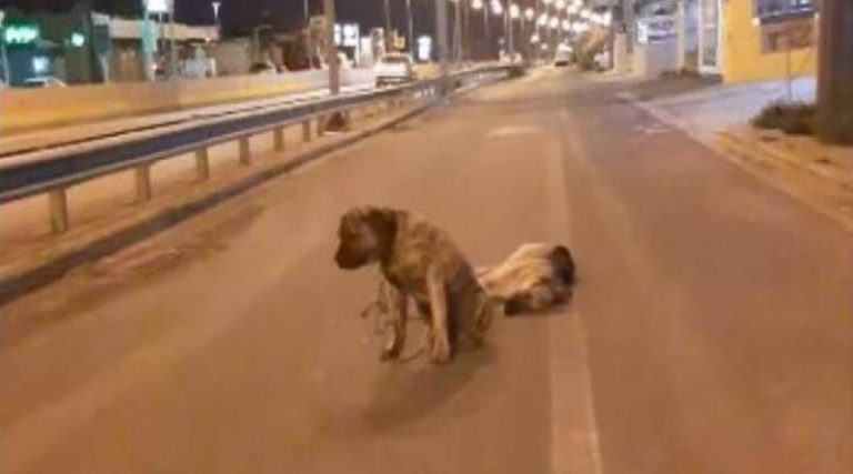 Συγκλονιστικό βίντεο: Ραγίζει καρδιές ο σκύλος που θρηνεί για τον τετράποδο φίλο του -Αρνείται να τον εγκαταλείψει