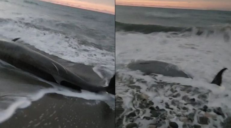 Νεκρές φάλαινες ζιφιοί ξεβράζονται στην Κύπρο – Πιθανόν λόγω των σεισμών στην Τουρκία (βίντεο)