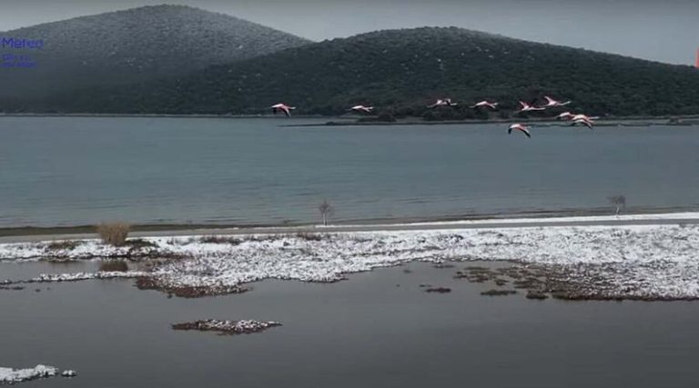 O «χορός» των φλαμίνγκο με τα χιόνια στη Φθιώτιδα (βίντεο)