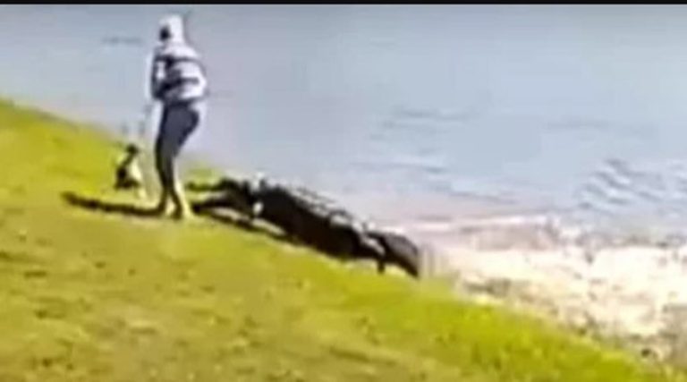Η στιγμή της θανατηφόρας επίθεσης αλιγάτορα σε 85χρονη – «Την έπιασε» (σοκαριστικό βίντεο)