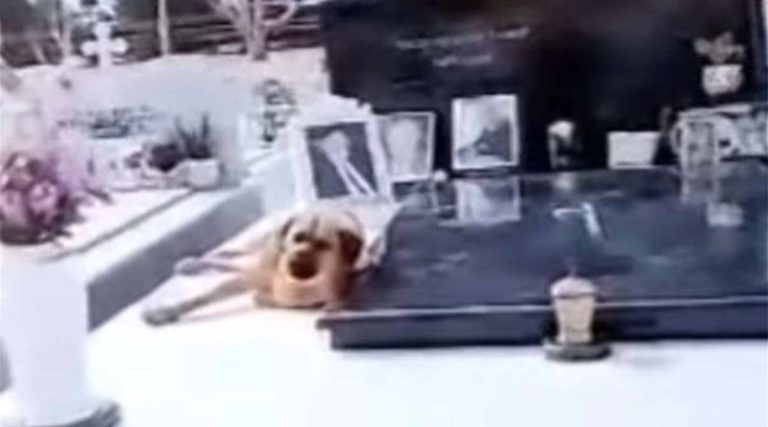 Συγκίνηση σε νεκροταφείο: Σκυλί δεν λέει να φύγει από το μνήμα του αφεντικού του (βίντεο)