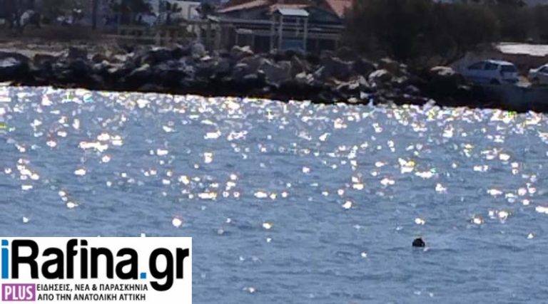 Ραφήνα: Απίστευτες εικόνες – Φώκια τρώει χταπόδι μέσα στο παλιό λιμάνι! (φωτό)