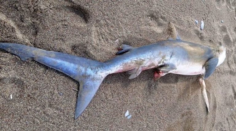 Άγνωστο είδος καρχαριοειδούς ξεβράστηκε σε παραλία της Κρήτης! (φωτό)