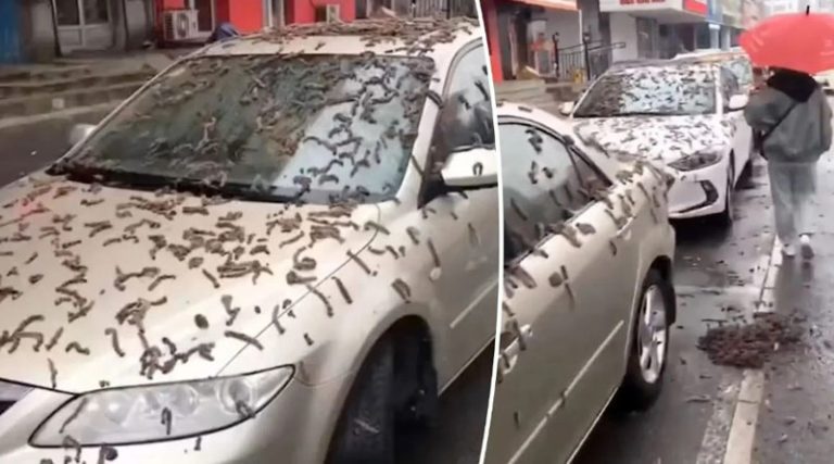 «Βροχή από σκουλήκια» πέφτει από τον ουρανό –  Το περίεργο βίντεο που έγινε viral