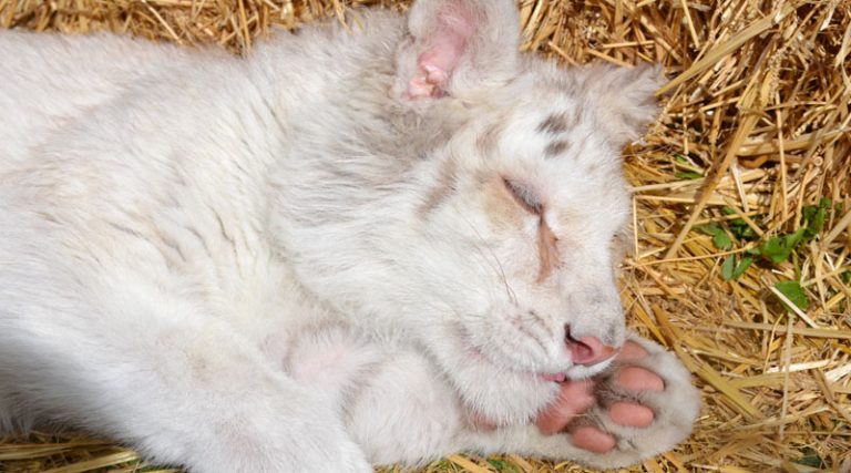 Σπάτα: Σε νέες εξετάσεις υποβλήθηκε το λευκό τιγράκι – Τι αναφέρει το Αττικό Ζωολογικό Πάρκο