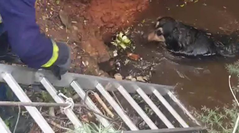 Νέα Μάκρη: Η πυροσβεστική διέσωσε σκύλο – Κινδύνευε να πνιγεί! (βίντεο)