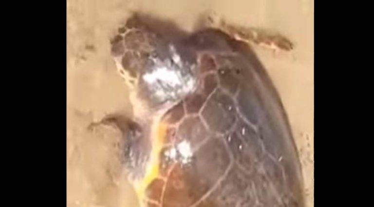 Ραφήνα: Θαλάσσια χελώνα ξεβράστηκε νεκρή στις Μαρίκες (φωτό & βίντεο)