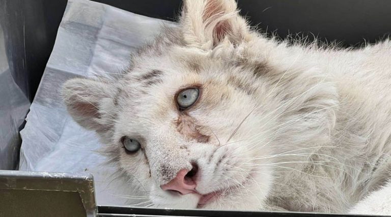 Σπάτα: Θλίψη! Ευθανασία για το λευκό τιγράκι – Ομόφωνο πόρισμα από κτηνιάτρους σε Ελλάδα και εξωτερικό