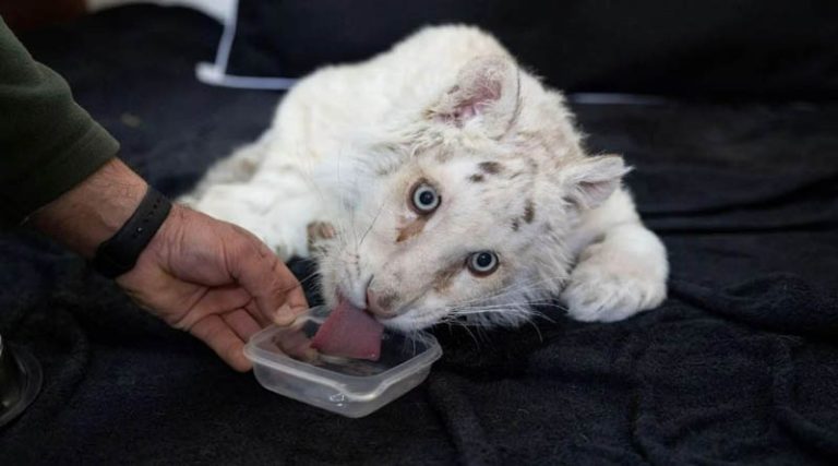 Σπάτα: Συγκαλείται Επιτροπή Κτηνιάτρων για το τιγράκι – Γιατί επέλεξαν το όνομα “Χασίγια” – Τα δύο ανώνυμα τηλεφωνήματα