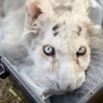 Σπάτα: Τη Δευτέρα θα οριστεί η 12μελής επιτροπή κτηνιάτρων για το τιγράκι