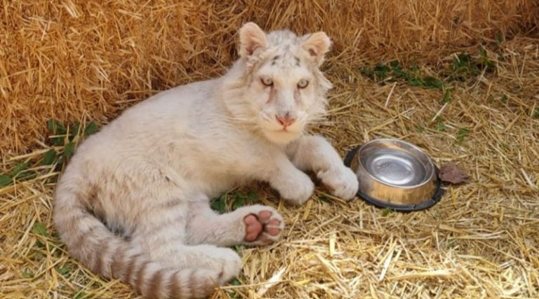 Σπάτα: «Θρίλερ» με την ευθανασία στο λευκό τιγράκι – Εξόργισε τα ζωοφιλικά σωματεία η πρόταση των κτηνιάτρων