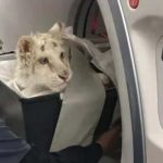 Σπάτα: Πανελλήνια Φιλοζωική Ομοσπονδία για το λευκό τιγράκι – «Να μη μετατραπεί σε αντικείμενο πειραματισμών»