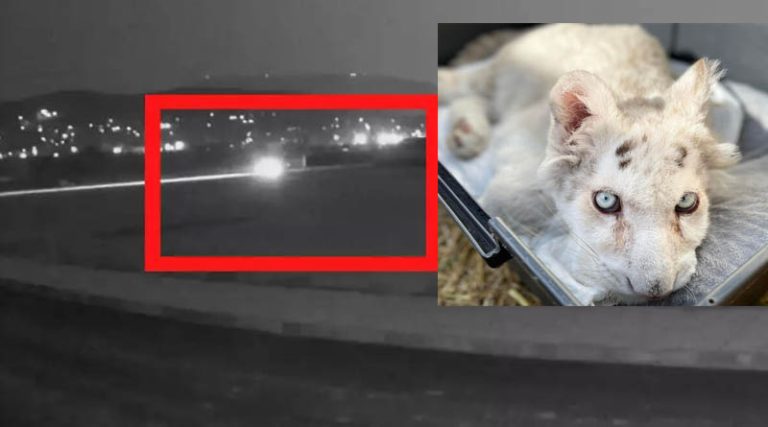 Σπάτα: Βίντεο με το αυτοκίνητο που εγκατέλειψε το τιγράκι στο Αττικό Ζωολογικό Πάρκο – Εκεί βρέθηκε