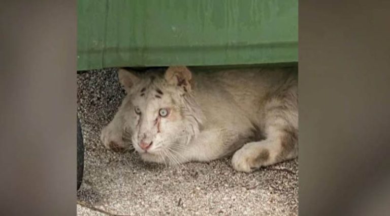 Σπάτα: Τι εντοπίστηκε σε πλάνα από κάμερα ασφαλείας στο Αττικό Ζωολογικό Πάρκο – Τα νεότερα για το λευκό τιγράκι