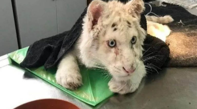 Σπάτα: Τι θα γίνει με το παράλυτο λευκό τιγράκι που βρέθηκε στα σκουπίδια έξω από το Αττικό Ζωολογικό Πάρκο
