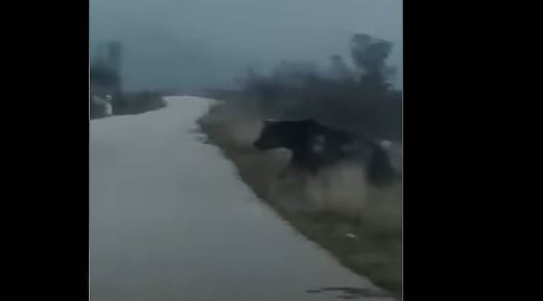 Οδηγός έρχεται αντιμέτωπος με 5 αρκούδες! (βίντεο)