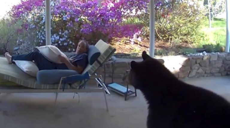 Ήρθε πρόσωπο με πρόσωπο με αρκούδα στη βεράντα του σπιτιού του! (βίντεο)