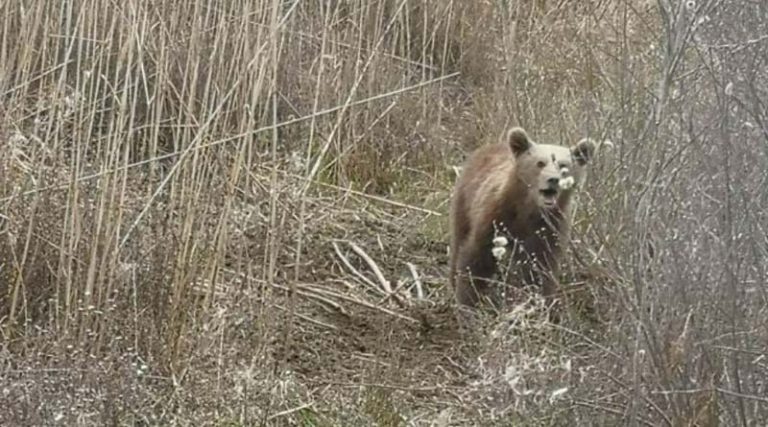 Αρκουδάκι πιάστηκε σε παράνομη παγίδα – Επιχείρηση για την απελευθέρωσή του (φωτό)