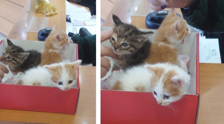 Ραφήνα: Πέταξαν γατάκια σε κάδο απορριμμάτων – Τα έσωσε υπάλληλος του Δήμου! (φωτό)