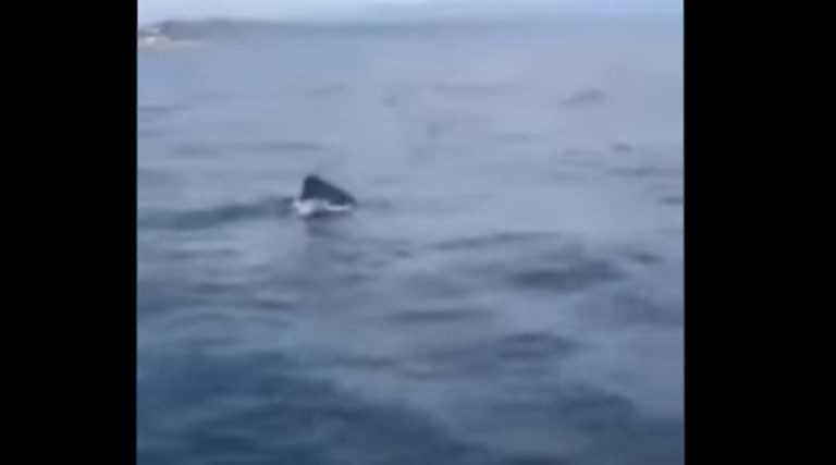 Ψάρεμα με παρέα έναν καρχαρία στο Γύθειο! (βίντεο)