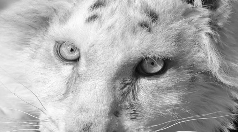 Σπάτα: Θλίψη! Έγινε η ευθανασία στο λευκό τιγράκι – Τι αναφέρει το Αττικό Ζωολογικό Πάρκο