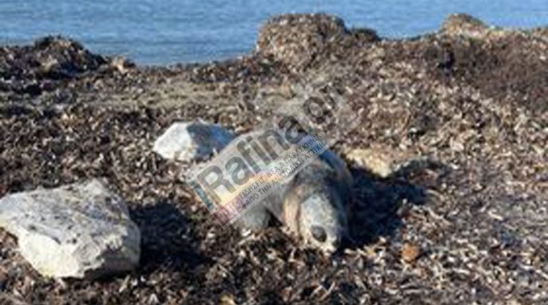 Μαραθώνας: Νεκρή θαλάσσια χελώνα στην παραλία του Σχινιά (φωτό)