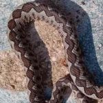 Τρόμος για άνδρα: Φίδι ξεπρόβαλε από την μπανιέρα του σπιτιού του!