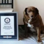 Ο Μπόμπι έχασε το ρεκόρ του γηραιότερου σκύλου στον κόσμο