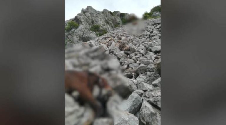 Συνεχίζουν οι έρευνες από την Αστυνομία για τα νεκρά άλογα στην Πάρνηθα