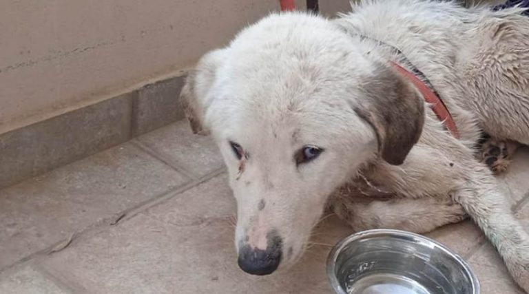 Φρίκη στο Γραμματικό: Σκυλίτσα βρέθηκε σκελετωμένη με βαθιά τομή στο λαιμό – Ζητούνται πληροφορίες