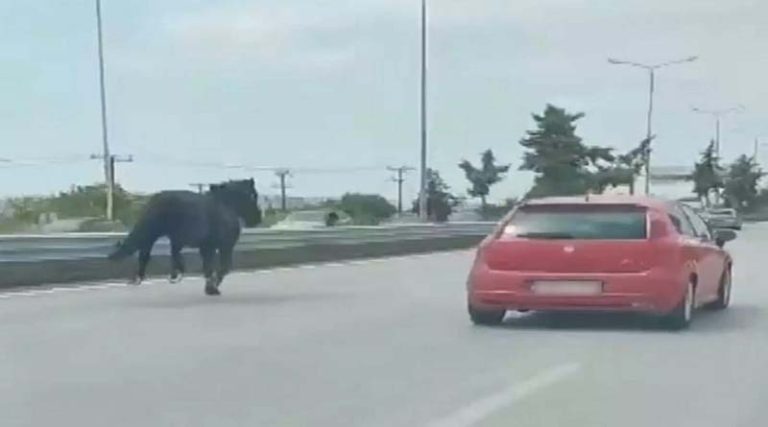 Πανικός με άλογα που βγήκαν σε αυτοκινητόδρομο στην Χαλκιδική! (βίντεο)