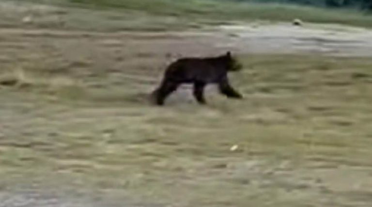 Αρκούδα έκοβε βόλτες δίπλα σε στάση λεωφορείου! (βίντεο)