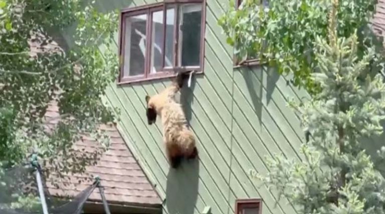 Τεράστια αρκούδα «μπούκαρε» σε σπίτι και την έπεσε στα… παϊδάκια!