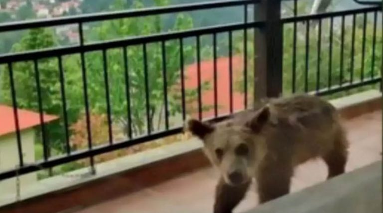 Αρκουδάκι έκανε βόλτες σε βεράντα σπιτιού! (βίντεο)