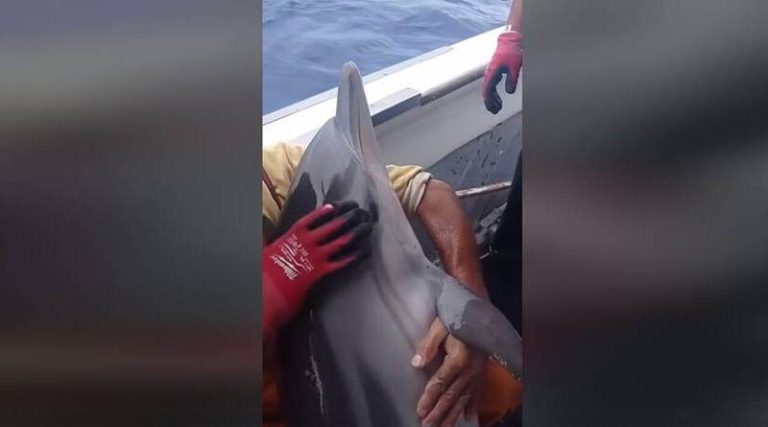 Συγκινητικό βίντεο από τη διάσωση δελφινιού
