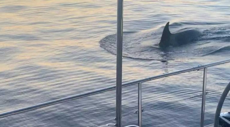 Ξαναχτύπησαν οι φάλαινες δολοφόνοι – «Πέταξαν το γιοτ μου σαν κουρέλι»! (βίντεο)
