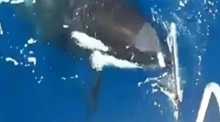 Βίντεο από νέα επίθεση φάλαινας όρκας σε σκάφος – Έκοψε το πηδάλιο με τα δόντια της!