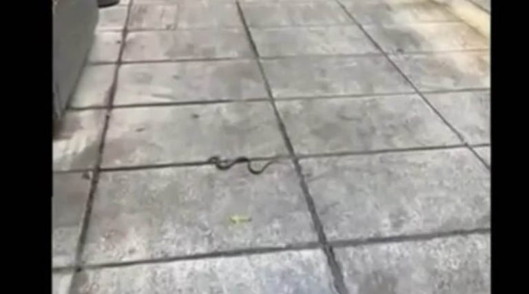 Φίδι έκανε βόλτες δίπλα από τους περαστικούς στο… Κολωνάκι!