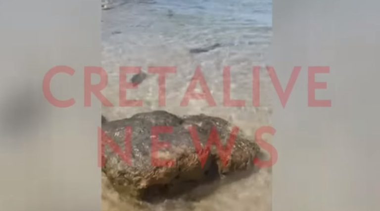 Καρχαριάκι στην Κρήτη «έκοβε βόλτες» στα ρηχά