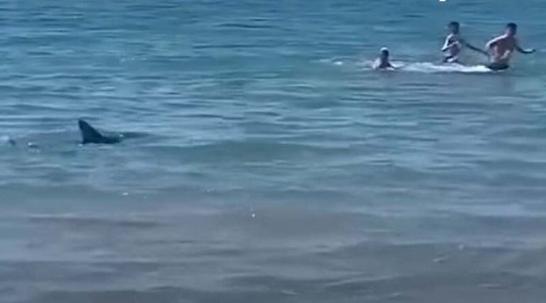 Τρόμος: Καρχαρίας κυνηγά λουόμενους σε παραλία! (βίντεο)