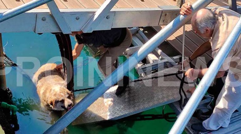 Νέο περιστατικό κακοποίησης: Κλώτσησε αδέσποτο σκύλο και τον πέταξε στη θάλασσα!