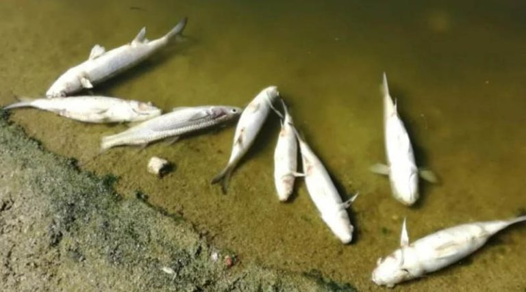 Θλιβερό σκηνικό: Γέμισαν νεκρά ψάρια οι εκβολές του Αποσελέμη στην Κρήτη (εικόνες)