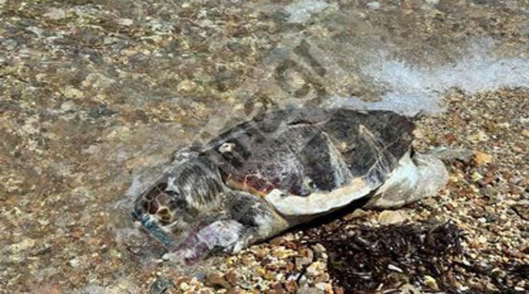 Νέα Μάκρη: Νεκρή χελώνα σε παραλία στο Ζούμπερι (φωτό)