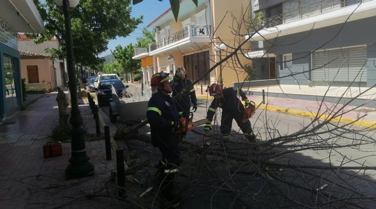 Έπεσε δέντρο σε κεντρικό δρόμο στον Μαραθώνα – Άμεση επέμβαση του Πυροσβεστικού Σώματος Εθελοντών Νέου Βουτζά (φωτό)