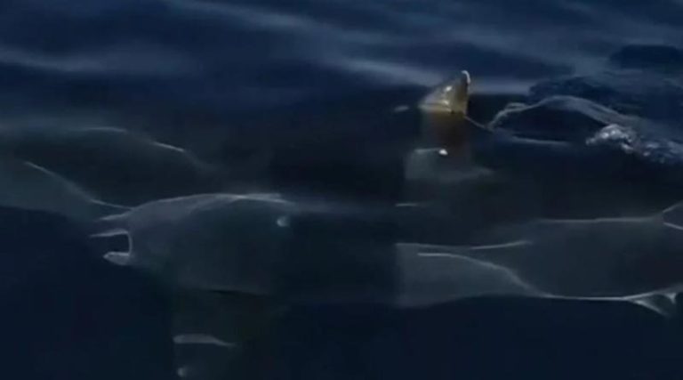 Η στιγμή που καρχαρίας 3 μέτρων περνάει δίπλα από σκάφος στη Σέριφο! (βίντεο)