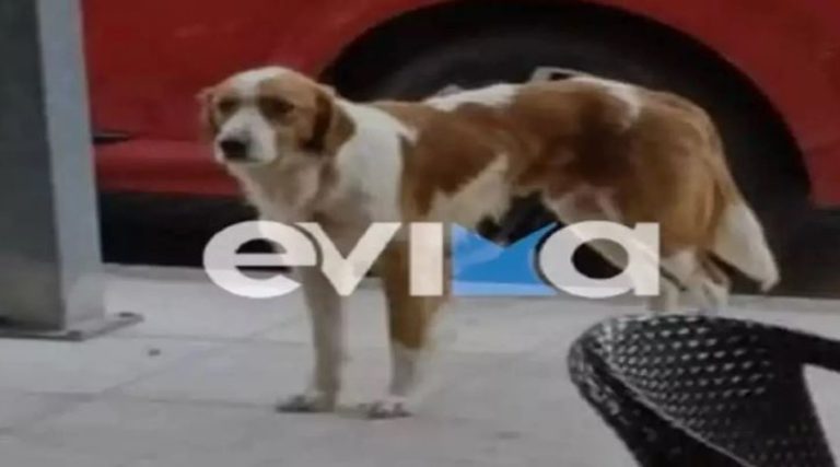 Κτηνωδία στην Εύβοια: Πυροβόλησαν και τραυμάτισαν σοβαρά το σκυλάκι – μασκότ της Κύμης
