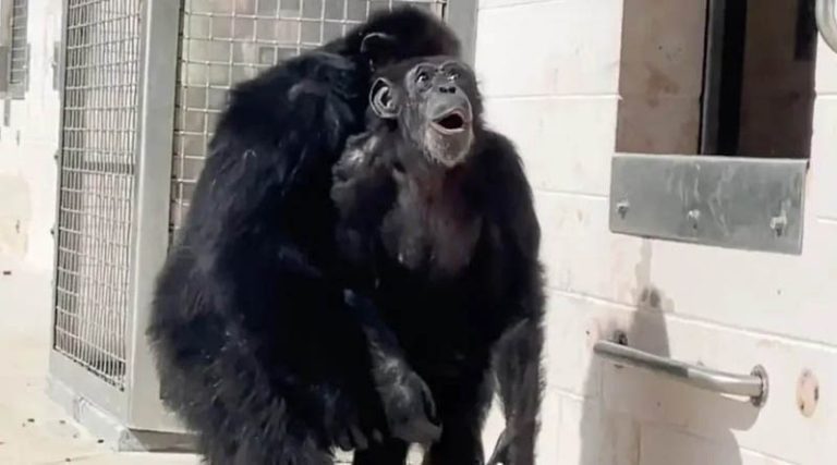 Η στιγμή που χιμπατζής βλέπει τον ουρανό για πρώτη φορά – Συγκινητικό βίντεο!