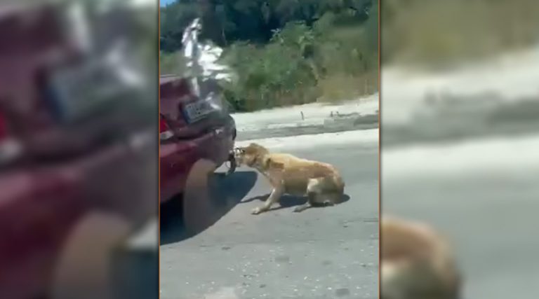 Σε ασφαλή χώρο ο σκύλος που σερνόταν από αυτοκίνητο – Η κατάσταση της υγείας του