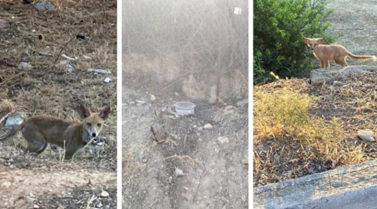 Βούλα: Διψασμένες αλεπούδες ψάχνουν για νερό