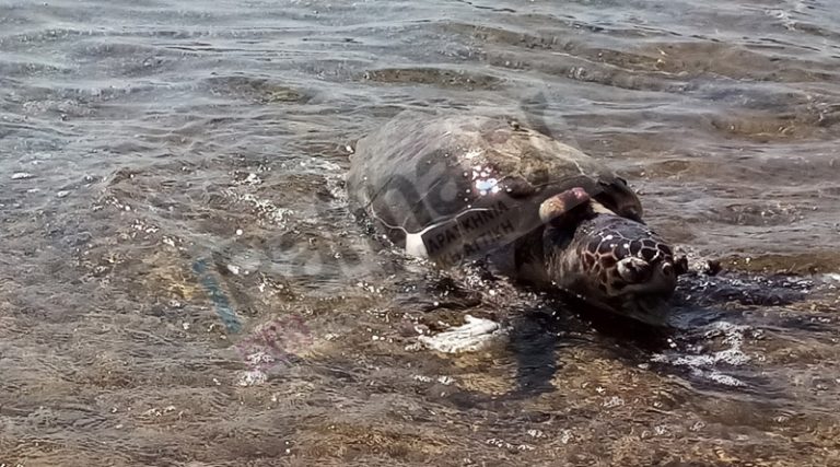Ραφήνα: Λουόμενοι βρήκαν νεκρή χελώνα στις Μαρίκες (φωτό)